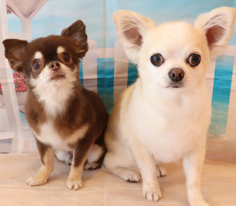 メイン画像4枚目